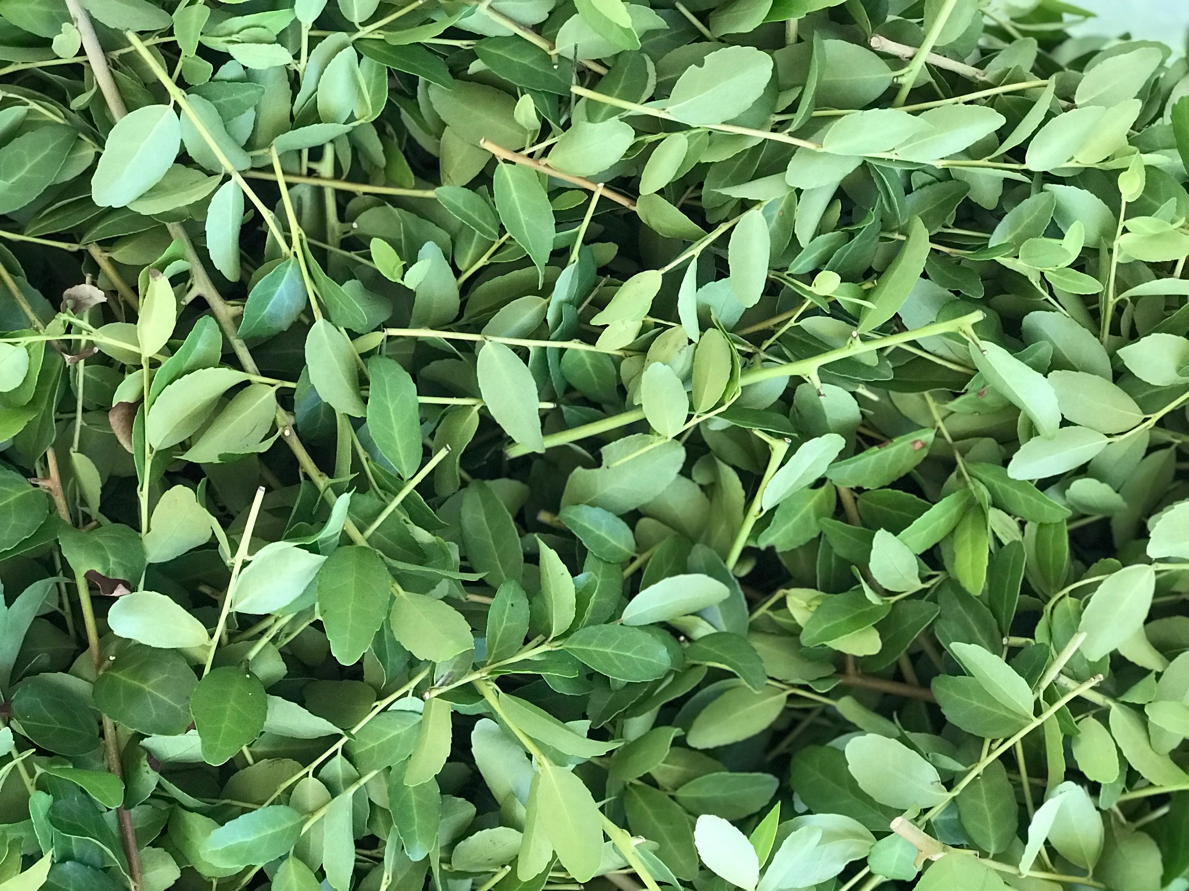 Freshly harvested wild yaupon leaves and twigs