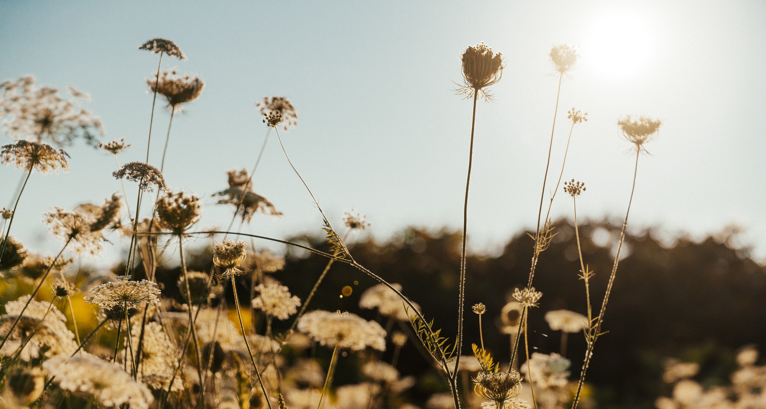 Field of wildflowers silhouetted in the sun